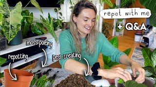 Chatty Repot + Planty Q&A 🌿 Pest Treating, Repotting and Moss Pole-ing