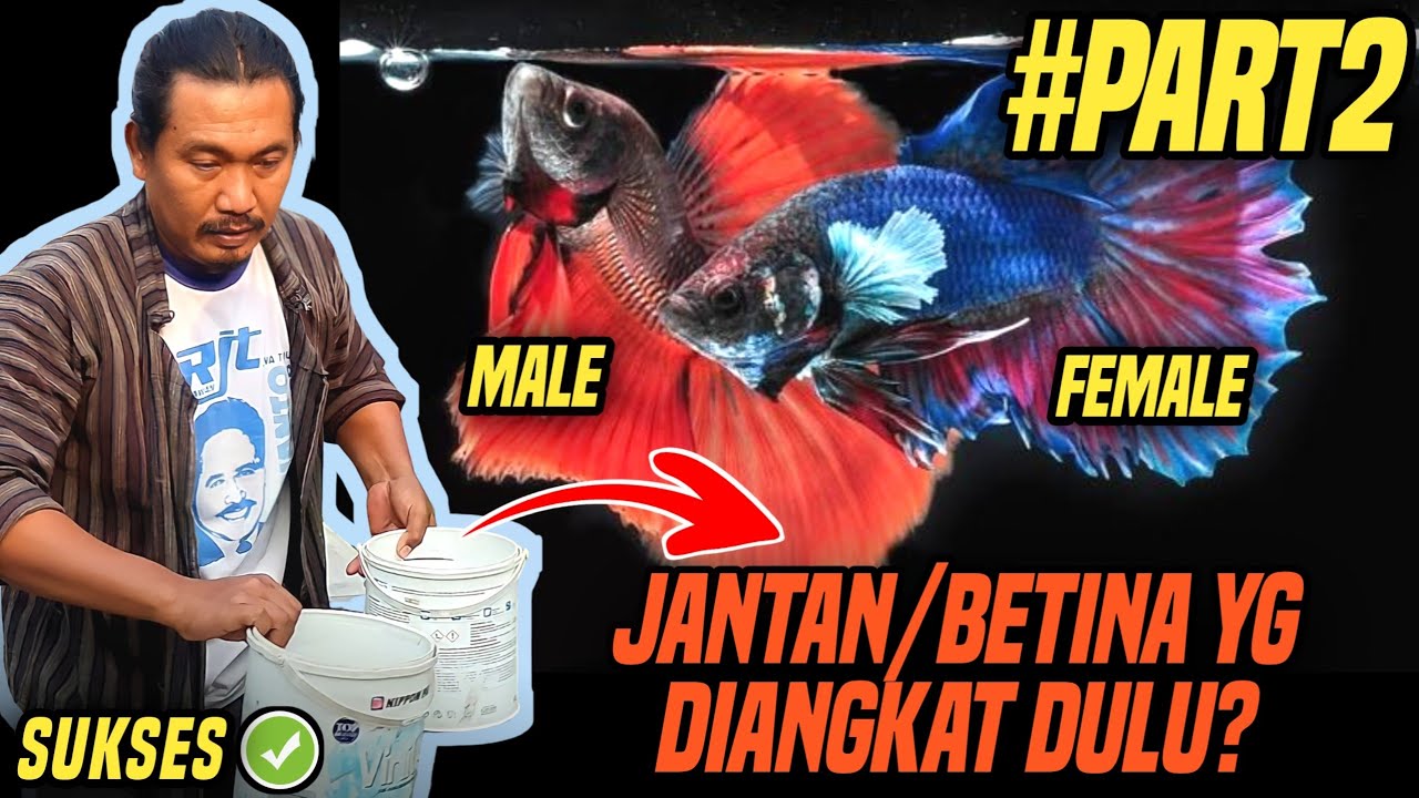 #PART2 WAKTU YANG TEPAT INDUKAN DI PISAH DENGAN BURAYAK || BREEDING BETTA FISH