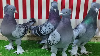 Canlı Güvercin Mezatı Güvercin Taklacı Oyun Kuşu