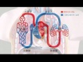 資料篇～人体のふしぎ～(9)循環器・血管