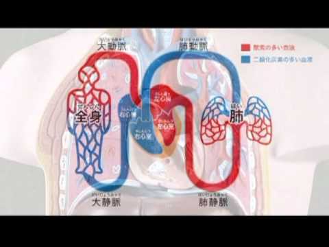 資料篇 人体のふしぎ 9 循環器 血管 Youtube