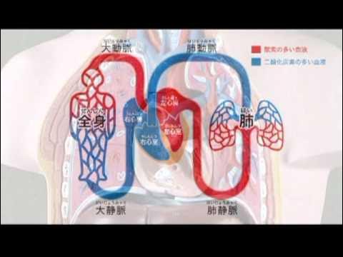 資料篇～人体のふしぎ～(9)循環器・血管