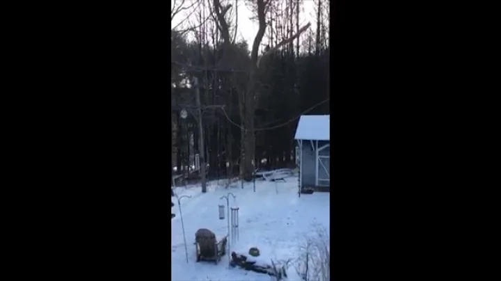 Laura Bernard Damone video