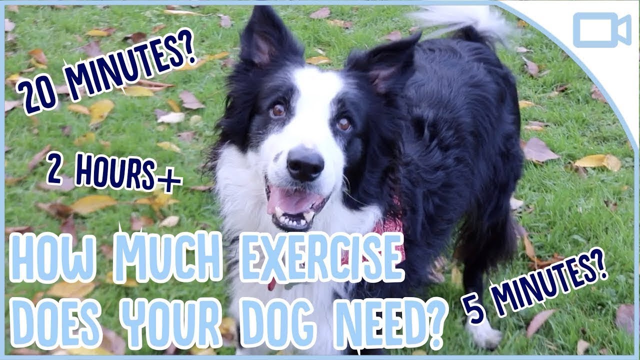 How Much Exercise Does a Dog Need?