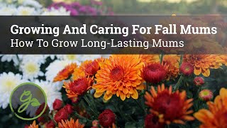 Growing & Caring For Fall Mums - How To Grow Long-Lasting Mums by Gardening Know How 40,428 views 1 year ago 9 minutes, 14 seconds