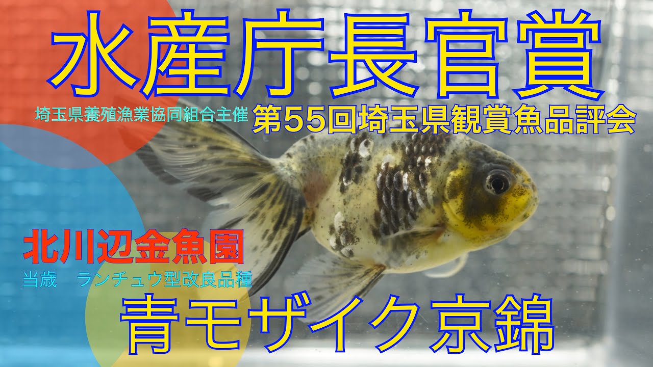 北川辺金魚園】第55回埼玉県観賞魚品評会 水産庁長官賞 ランチュウ型 