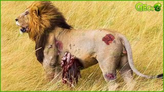 30 Incredible Moments Lion Was Injured Painful While Hunting, What Happen Next? | Animal Fights