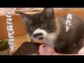 子猫たちを連れてご近所さんのお宅へお邪魔したら意外な反応をしてました