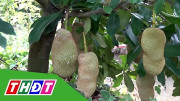 Độc lạ giống mít có hương sầu riêng | THDT