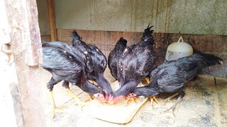 The Best Time to Feed Free-Range Chickens