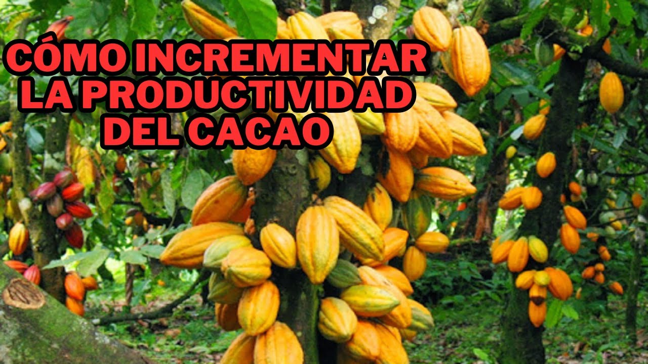 Técnicas para el incremento de la producción del cacao