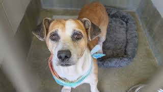 Acs A830127
