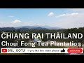 Choui Fong Tea Plantation Chiangrai Thailand 泰国清莱翠峰茶园 ไร่ชาฉุยฟง เชียงราย ประเทศไทย [4K]