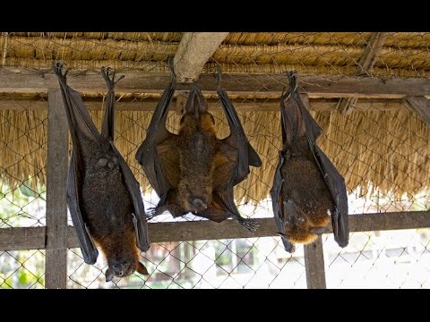 Видео: В Австралия масивен мор от летящи лисици (плодови прилепи) - Алтернативен изглед