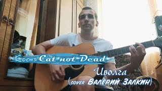 Костя Cat not Dead - Иволга (cover Валерий Залкин)