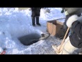 Polar Hunters on Greenland are becoming Fishermen