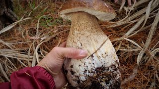 2023 # 11 - The Perfect Big Fresh Porcini - Mushroom foraging in the Adelaide Hills