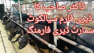 Commercial dairy farming in city area||dairy farming at domestic level||Proper dairy farming tips