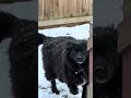 The snow melting is unearthing his crimes. #TheVoid #DogRollies #CaughtInTheAct #WinterDog #BlackDog
