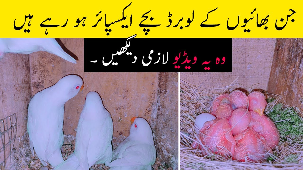 Expire Lovebird Chicks Early Age & Treatment.