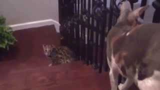 Asian Leopard cat fights with Cornish Rex