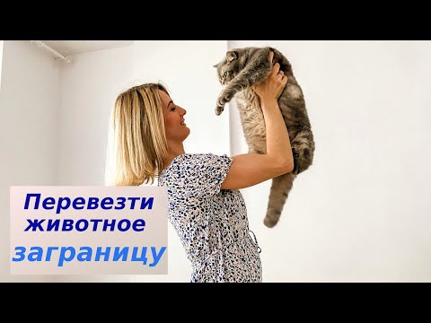 Как перевезти животное в Европу быстрее и дешевле |Надя Жук