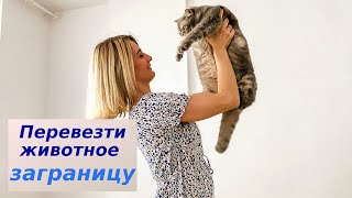 Как перевезти животное в Европу быстрее и дешевле |Надя Жук