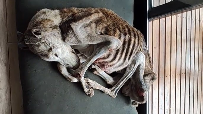 Hunger Has Run Through Veins, Bones Wanted To Pierce Skin, He Cowered To  Stay Warm... - YouTube