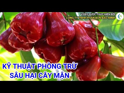 Video: Vấn Đề Với Cây Mận: Các Bệnh Thường Gặp Trên Cây Mận