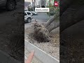 В Бишкеке на улице Юнусалиева дерево упало на припаркованную машину
