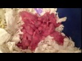 2 day  babies hamsters' growing process (Short haired Syrian Hamster)