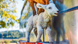 “Each Sheep Has A Name” - THE SHEEP DETECTIVES Movie Clip (2026) Hugh Jackman