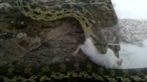 Gopher snake eating mouse backwards