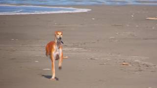 The Ancient Saluki