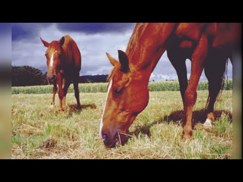 Vídeo: Como Criar Um Cavalo