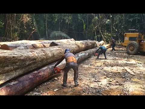 Vídeo: Carpa Negra (14 Fotos): Descrição De Uma árvore Oriental, Propriedades Da Madeira, Cultivo E Reprodução