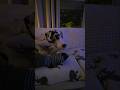 All I need is my Great Dane #dog #shorts #shortvideo #love #viral #fyp #trending #viralvideo #short