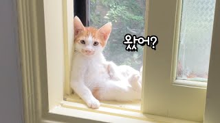 폭우 내리던날 구조된 7냥이 가족에게 좋은 소식이 있어요!