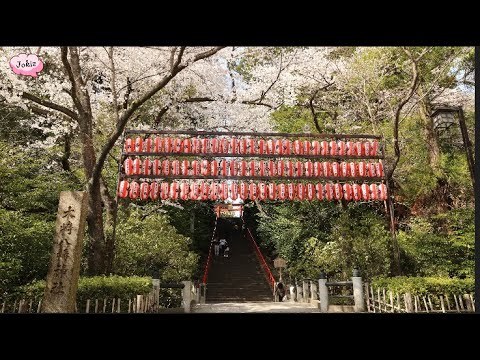 日本自駕遊 宮城縣 仙台 榴岡公園 大崎八幡宮 仙台城跡｜Japan Road Trip Miyagi Prefecture Sendai Sakura 2025-04
