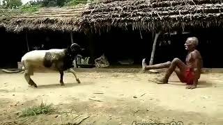 BABU AKIONYESHA UWEZO WA AJABU KWA KUPIGWA KICHWA  NA KONDOO