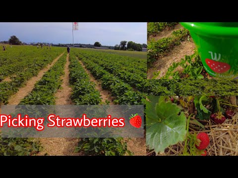 Video: Erdbeeren In Finnland Pflücken