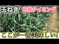 【玉ねぎ】一番おいしい収穫タイミングとは