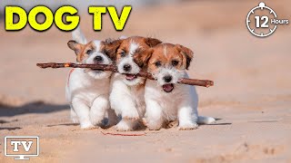 12 Hours Dog Calming Music: Entertaining Video to Cure Separation Anxiety + Relaxing Dog Music !