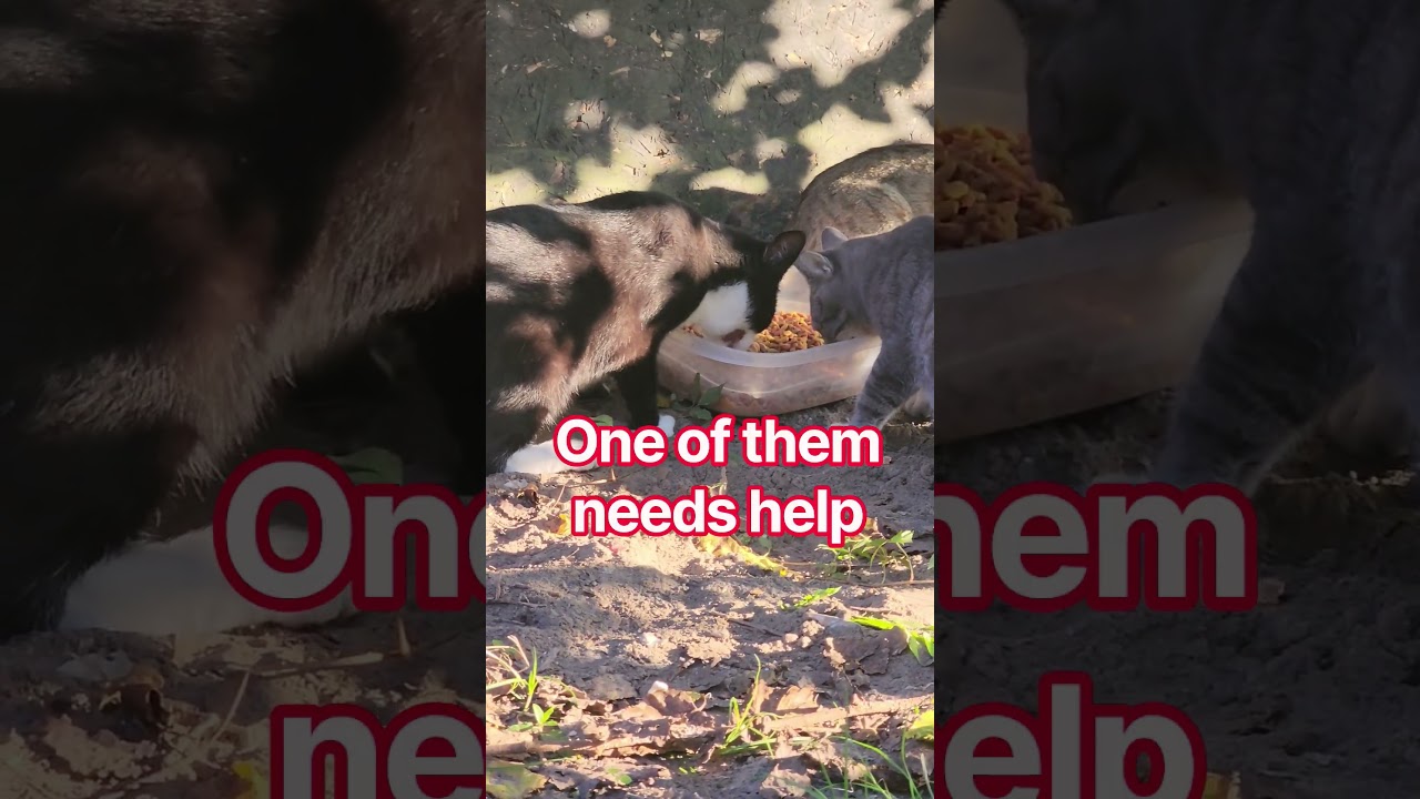 This Cat Needs Help