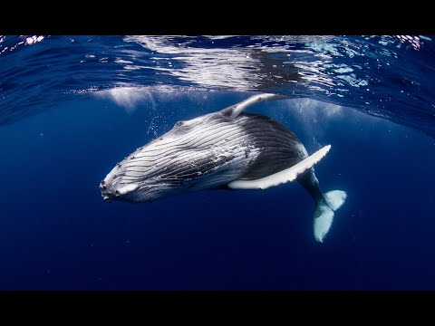 Video: Il mondo biologico dell'Oceano Atlantico: caratteristiche e descrizione