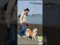 #柴犬 #散歩 #shibainu  #shiba