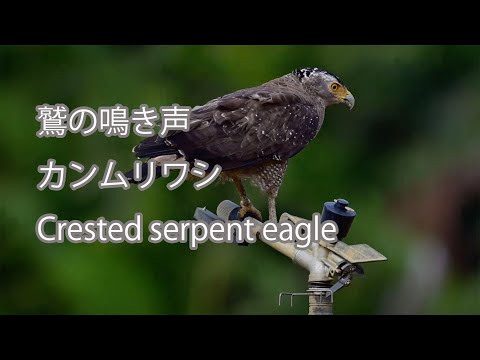 【鷲の鳴き声】カンムリワシ Crested serpent eagle