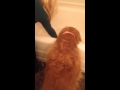 Golden Retriever doesn't want a bath