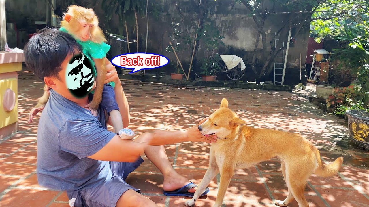 Monkey Lyly held on tightly to the cameraman when she saw the yellow dog appear at the old house