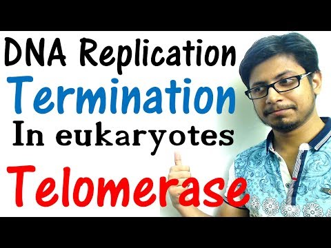 Video: 3 Faktor Reseptor Fibroblast Growth Factor Pada Proliferasi Dan Aktivitas Telomerase Pada Kondrosit Lempeng Pertumbuhan Domba